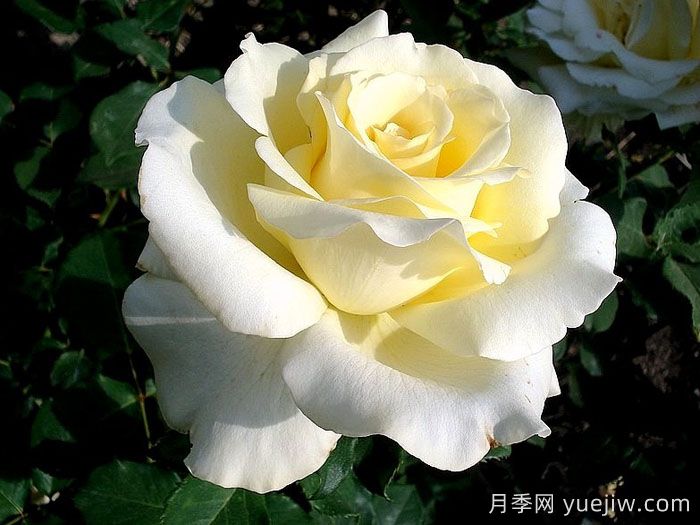 伊琳娜月季/埃琳娜/漂多斯月季(图1)