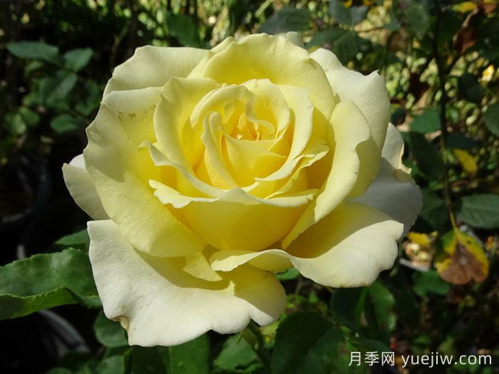 伊琳娜月季/埃琳娜/漂多斯月季(图2)