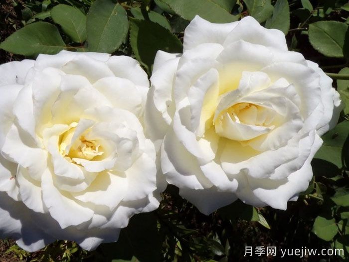 伊琳娜月季/埃琳娜/漂多斯月季(图3)