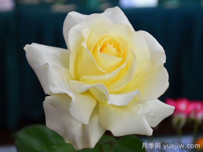 伊琳娜月季/埃琳娜/漂多斯月季(图4)