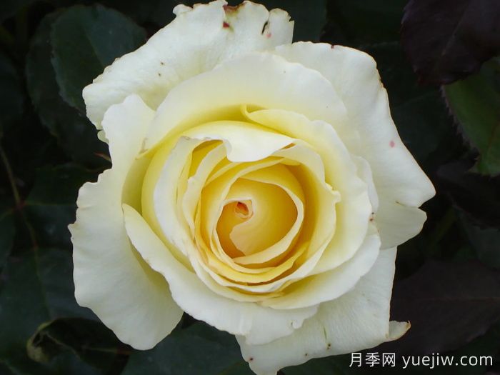 伊琳娜月季/埃琳娜/漂多斯月季(图5)