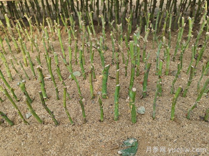 月季秋插方法很简单，牙签小苗成活率95%以上(图1)