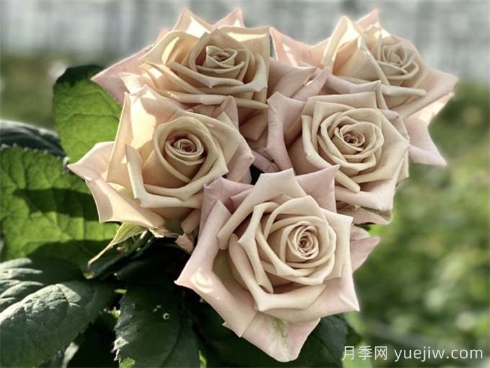 分享12款优秀切花月季品种(图1)