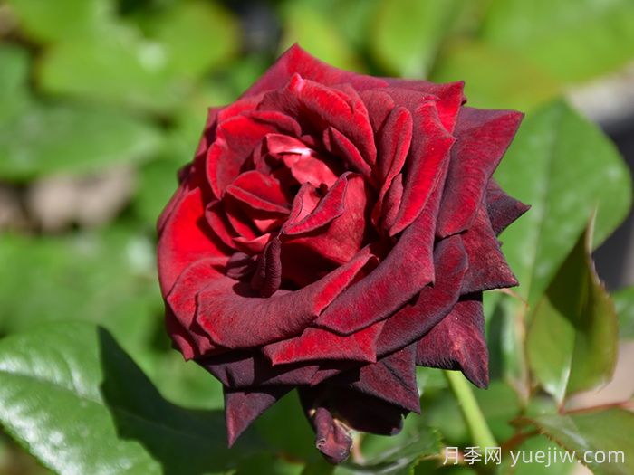 分享12款优秀切花月季品种(图2)