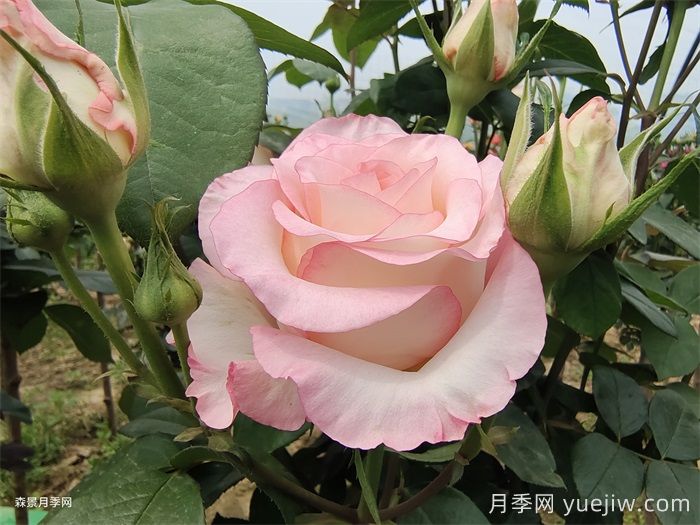 分享12款优秀切花月季品种(图4)