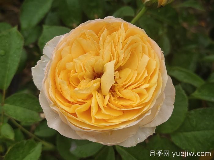 朱丽叶月季/切花朱丽叶(图1)