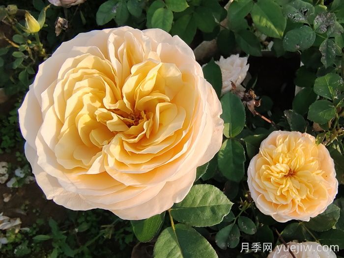 朱丽叶月季/切花朱丽叶(图3)