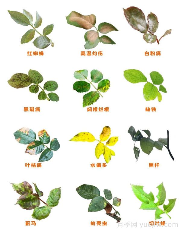 月季的这几种常见的病虫害，要学会这么防治(图1)