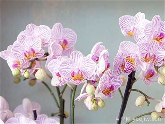 兰花栽培方法是什么？怎么样才能养好兰花？(图1)