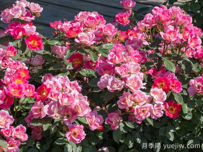 梦繁星月季(图3)