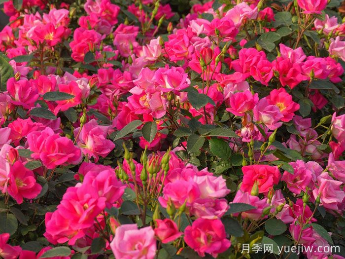 梦繁星月季(图2)