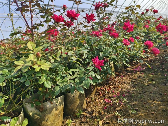 樱桃伯尼卡月季/美丽樱桃月季(图6) 樱桃伯尼卡月季/美丽樱桃月季(图6)