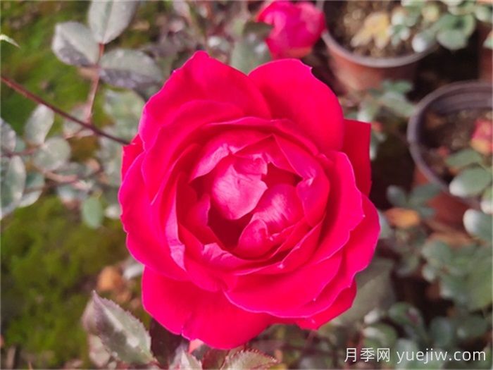 红色重瓣绝代佳人月季/拉德迪科(图2)