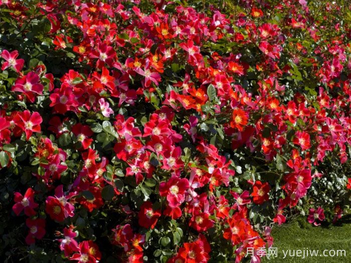 坎迪亚玫迪兰月季/女王玫迪兰(图3)