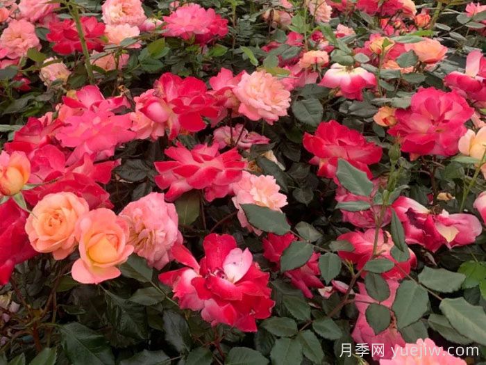 青春之歌月季(图1)