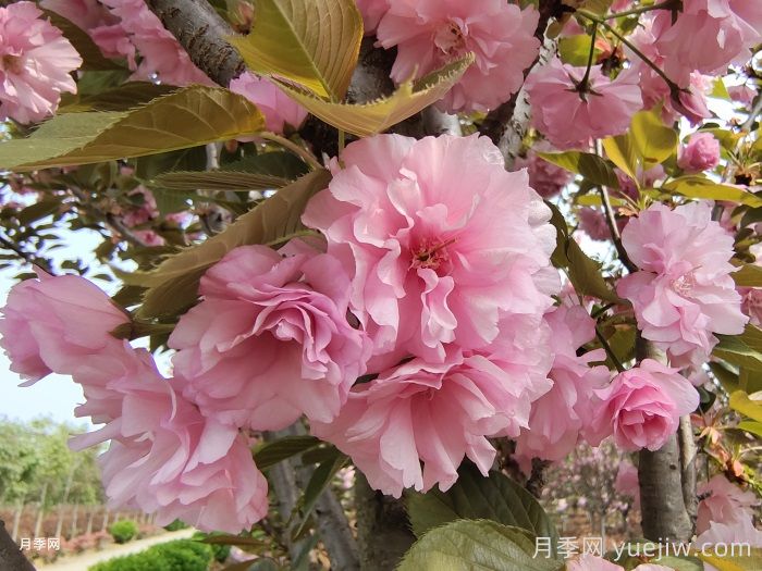 樱花开花时间？樱花花期持续多久？(图1)