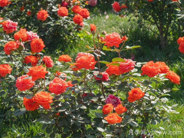 橘洲月季(图3)