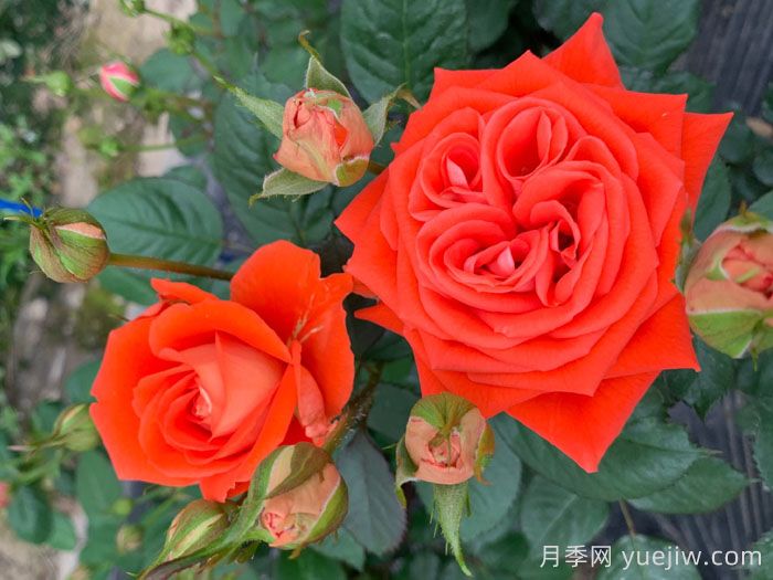 橘洲月季(图4)
