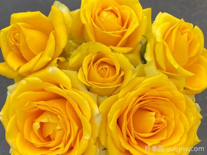 苏格兰黄油月季(图3)