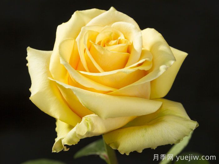 苏格兰黄油月季(图2)