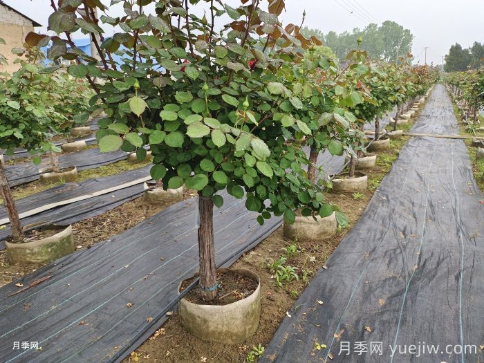 月季换盆后多久可以晒太阳？(图1)