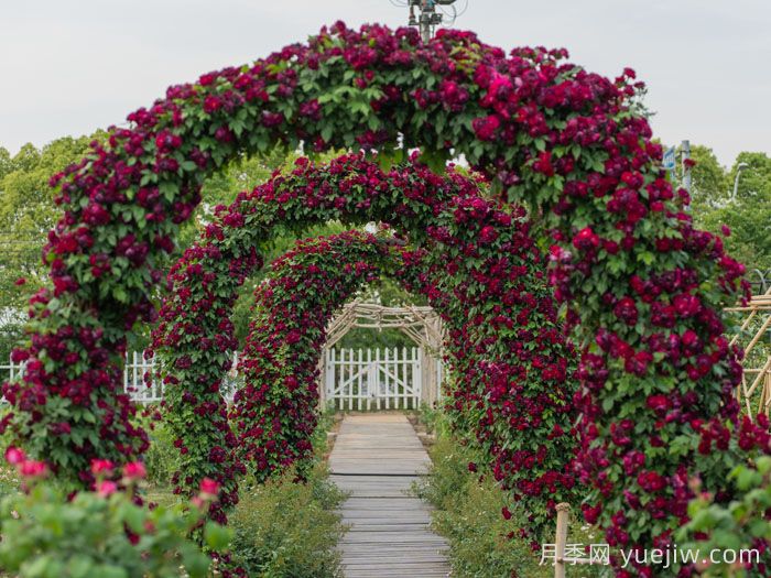 雀之舞月季(图2)