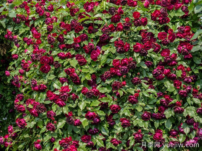 雀之舞月季(图3)