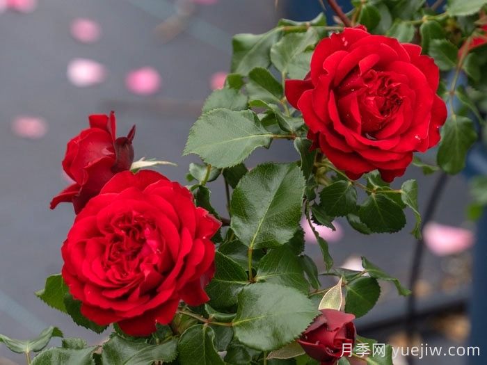 红拂女月季(图1)