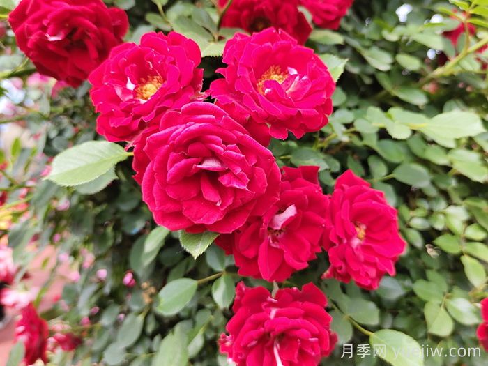 藤本小女孩月季/夏令营月季(图2) 藤本小女孩月季/夏令营月季(图2)