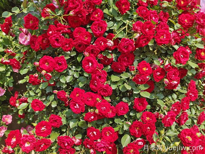 藤本小女孩月季/夏令营月季(图3) 藤本小女孩月季/夏令营月季(图3)