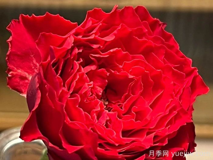 德古拉之吻月季/吸血鬼之吻(图1)