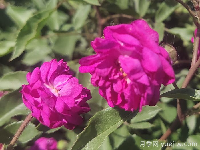 葡萄园之歌月季(图3)