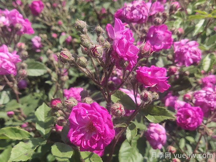 葡萄园之歌月季(图4)