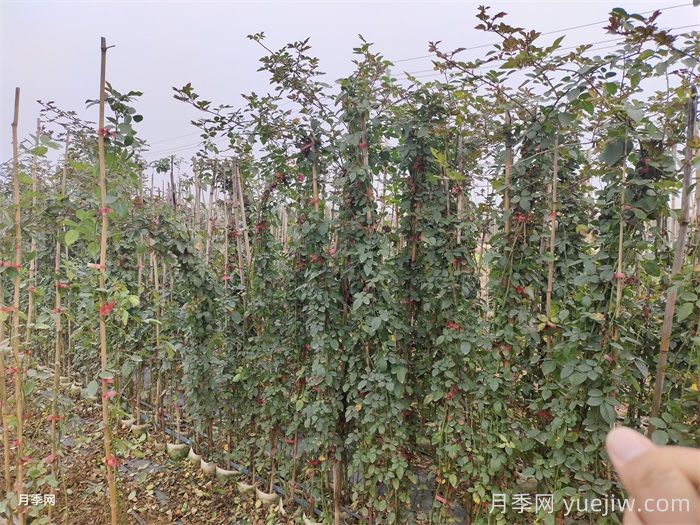 藤本月季越冬方法(图1)