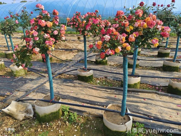 园林绿化苗木该怎么挑？经验分享(图2)