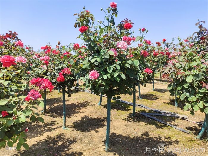 月季网绿化月季苗采购经验分享(图2) 月季网绿化月季苗采购经验分享(图2)