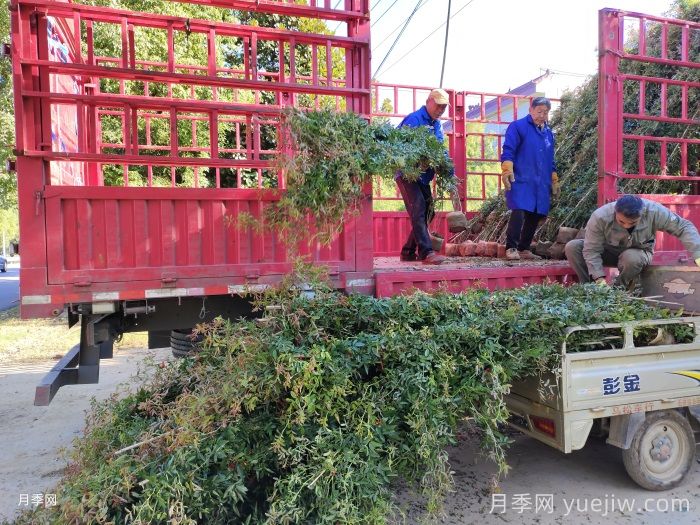 月季网绿化月季苗采购经验分享(图3) 月季网绿化月季苗采购经验分享(图3)