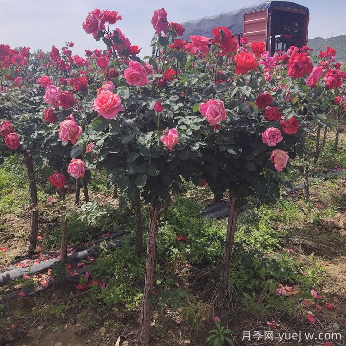 绿化工程选苗五大要诀，你的月季能通过考验吗？(图2)