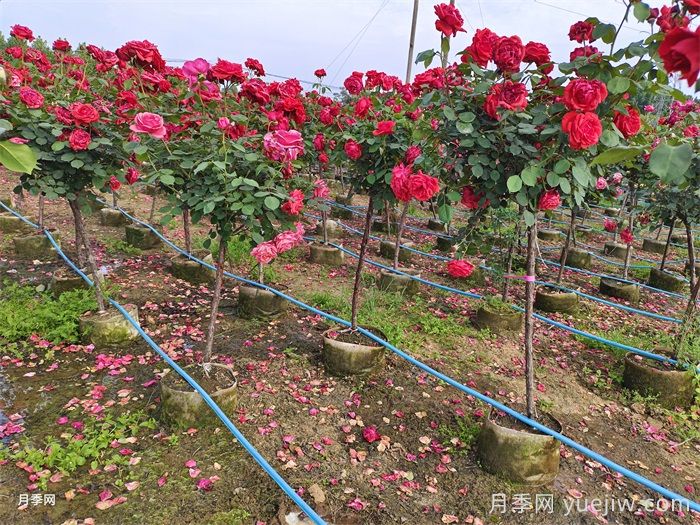 植物百科：高杆月季(图3)