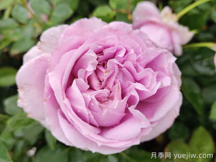 月季及其栽培技术(图1) 月季及其栽培技术(图1)