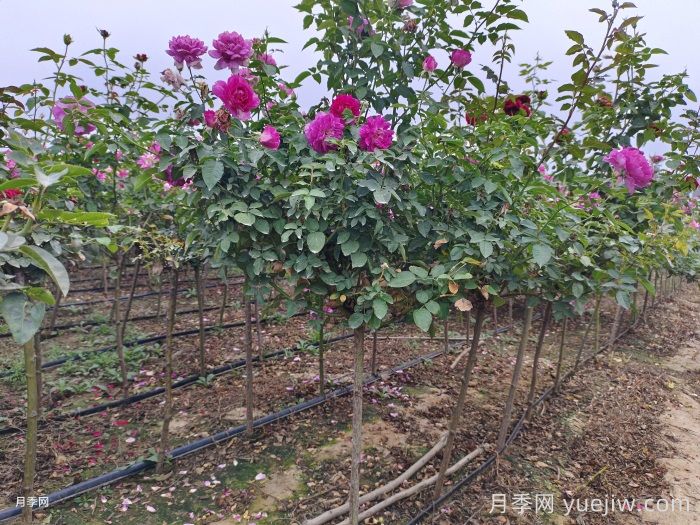 月季及其栽培技术(图2) 月季及其栽培技术(图2)