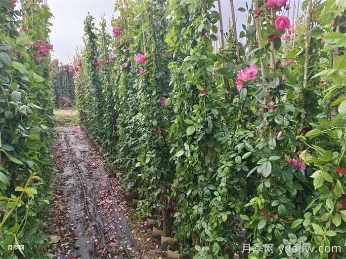 月季及其栽培技术(图3) 月季及其栽培技术(图3)