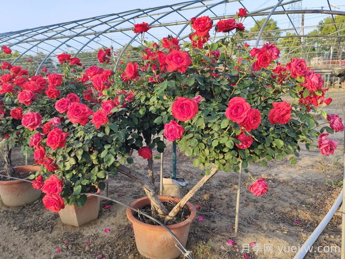 精品丛生苗木,发展潜力大(图2) 精品丛生苗木,发展潜力大(图2)