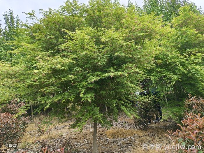 彩色乔灌木工程上需求量大,苗木市场行情看好(图2) 彩色乔灌木工程上需求量大,苗木市场行情看好(图2)