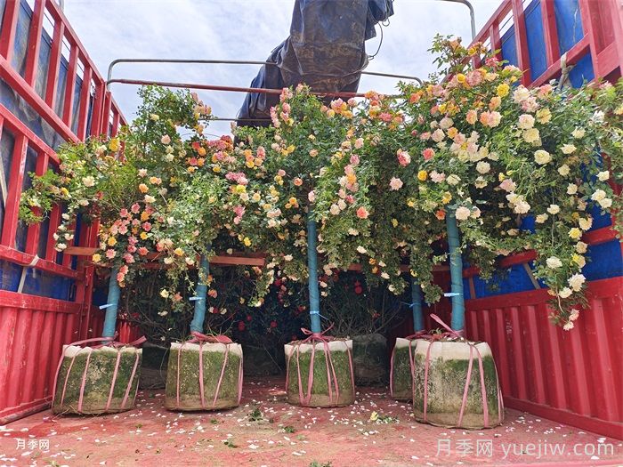 陇南树状月季花开，美了小城醉了路人(图2)