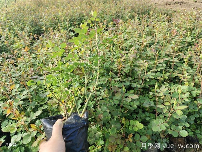 阳台月季全年养护指南(图1)