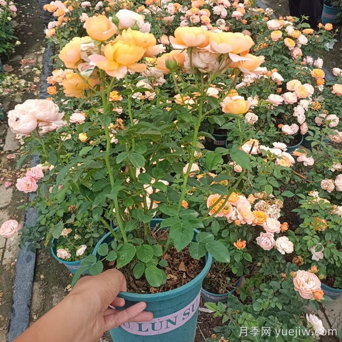 想要月季花养圆润，舍得修剪才能养成(图1)