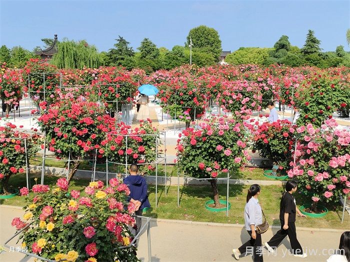 南阳月季:满城盛景溢芬芳(图1) 南阳月季:满城盛景溢芬芳(图1)