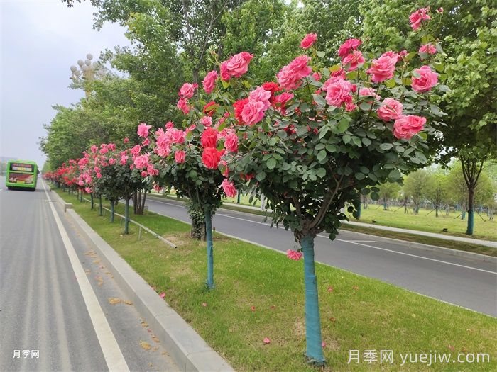 南阳月季:满城盛景溢芬芳(图3) 南阳月季:满城盛景溢芬芳(图3)