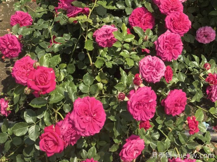四季如春月季(图1)